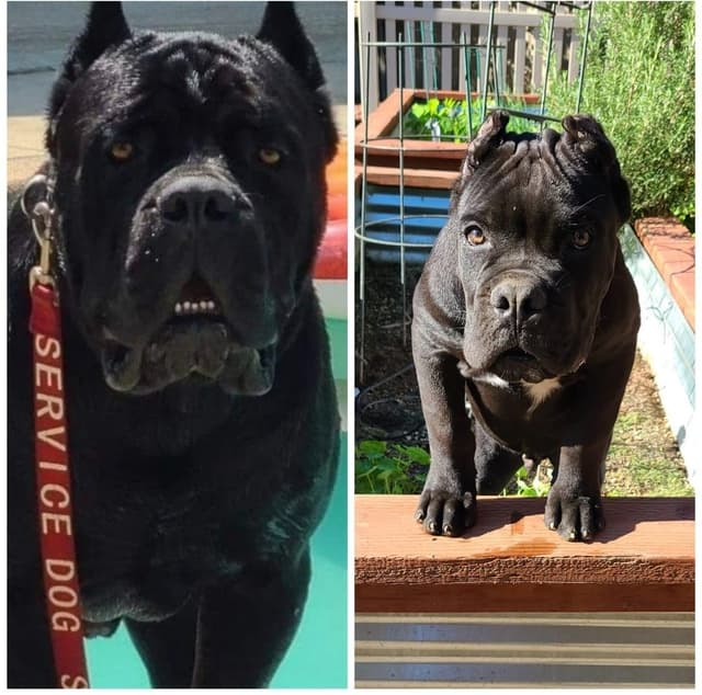 Cane Corso Puppies since 2007 media 11