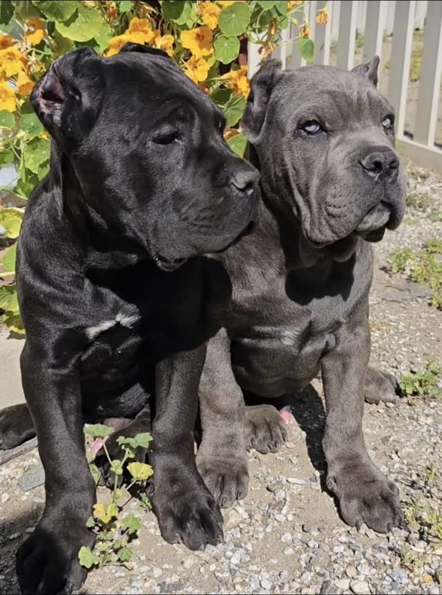 Cane Corso Puppies since 2007 media 12