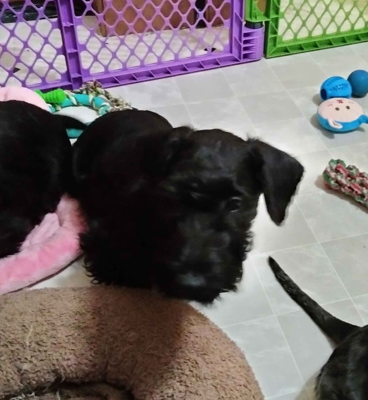 Cesky Terrier Puppies breeder image 1