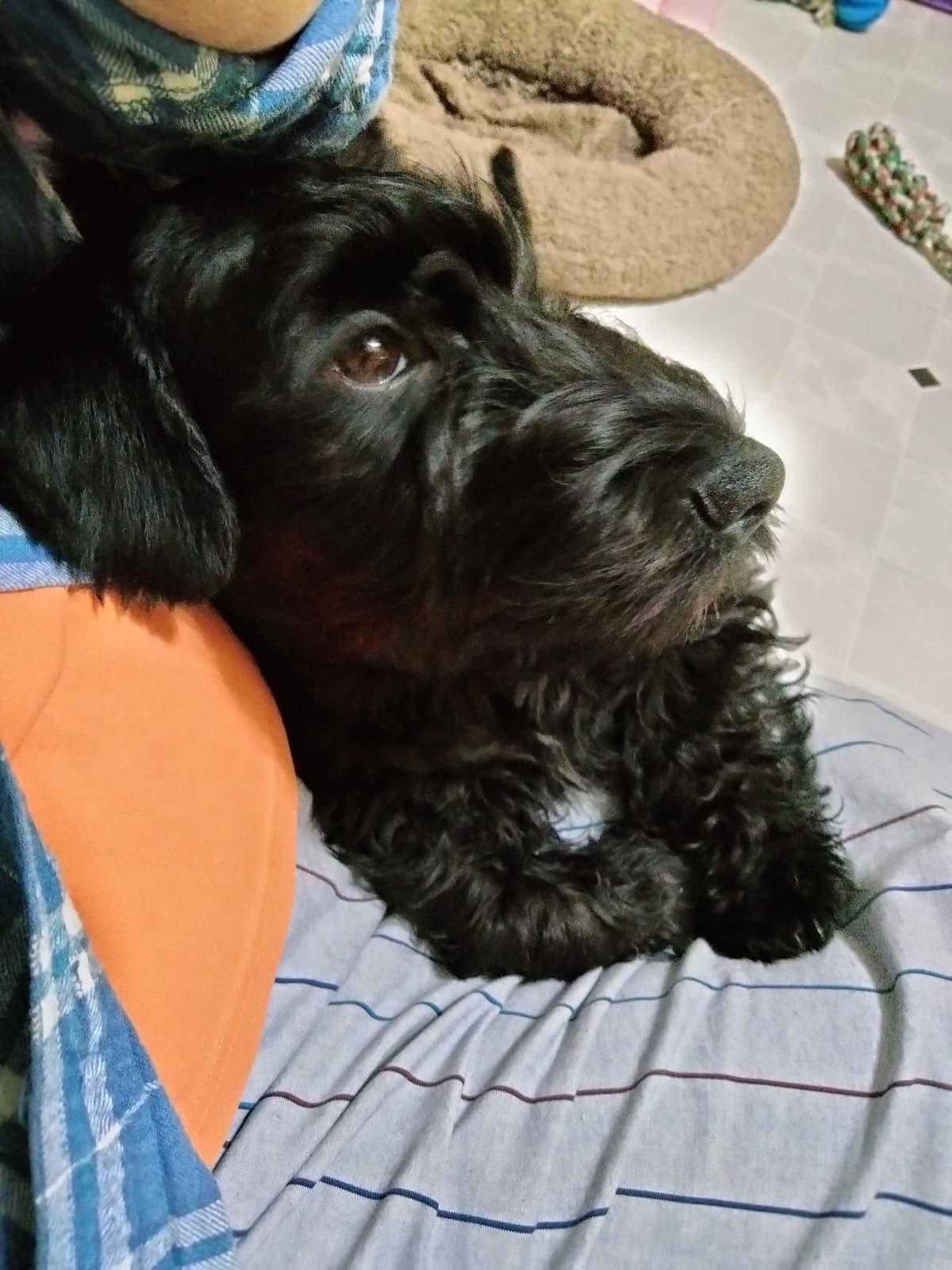 Cesky Terrier Puppies breeder image 3