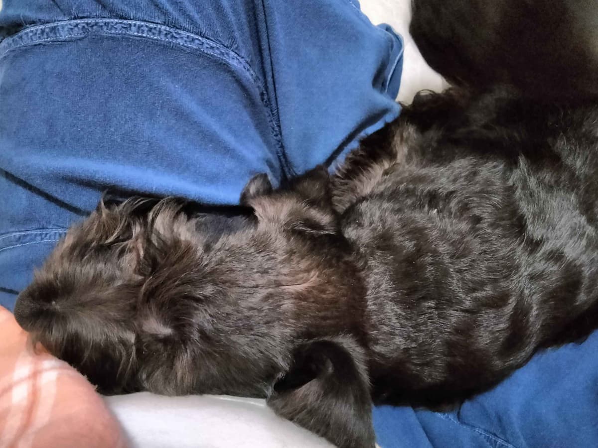 Cesky Terrier Puppies breeder image 2