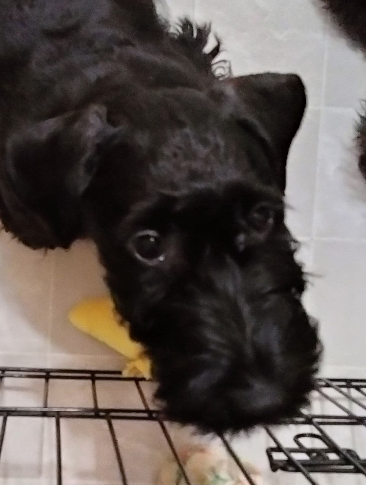 Cesky Terrier Puppies breeder image 4