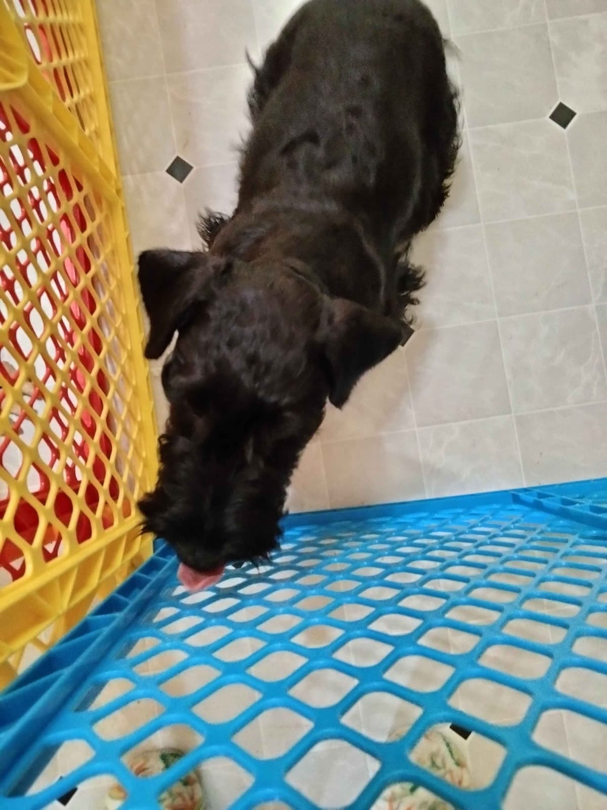 Cesky Terrier Puppies breeder image 6