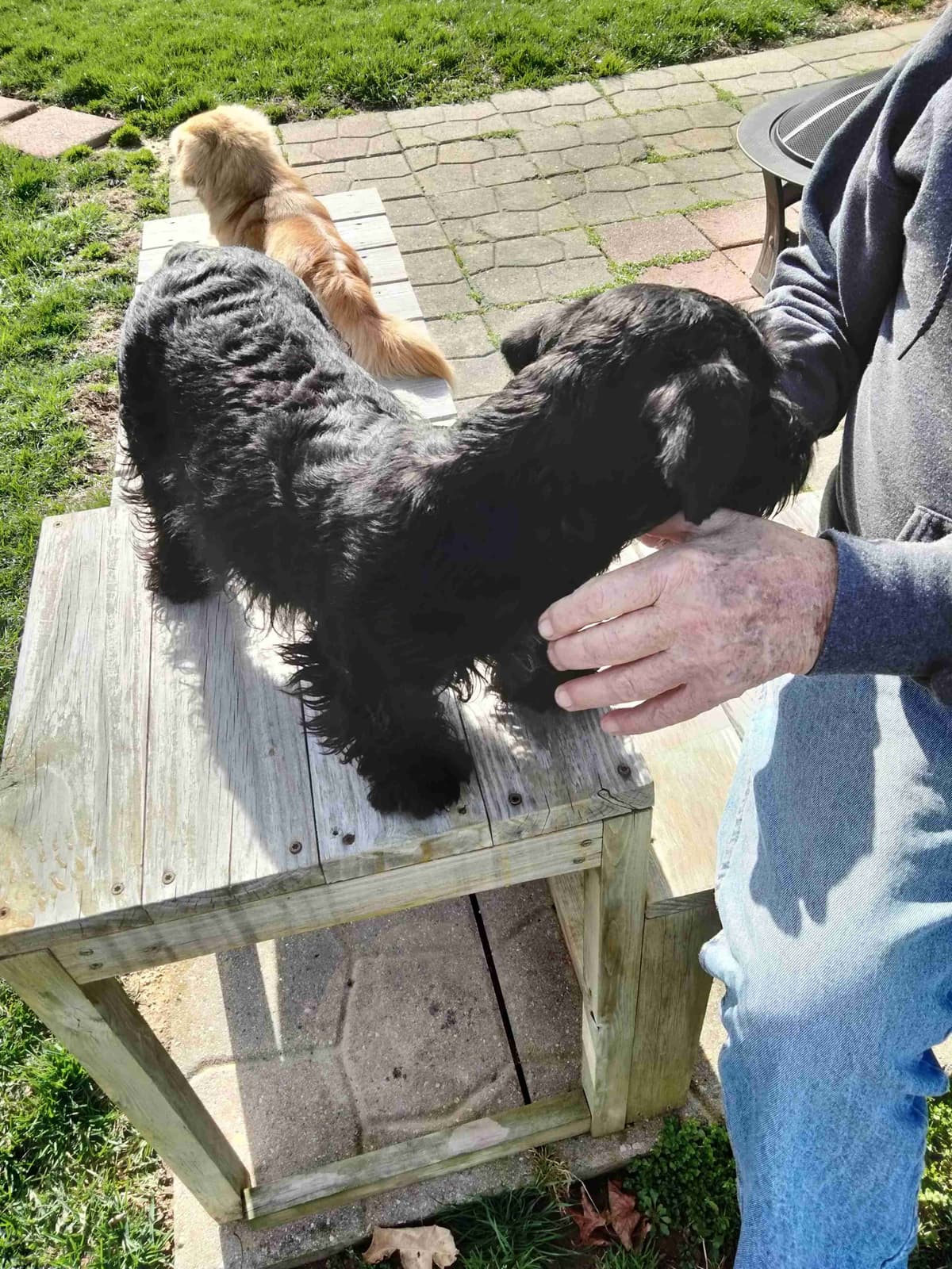 Cesky Terrier Puppies breeder image 8