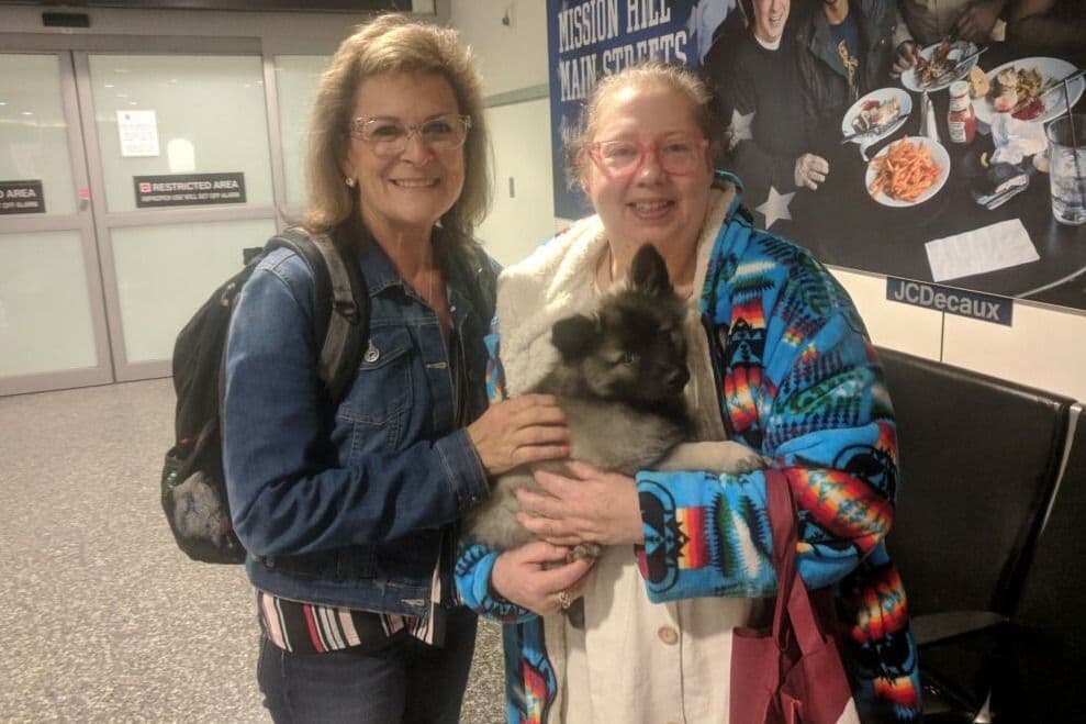Keeshond Puppies breeder image 3