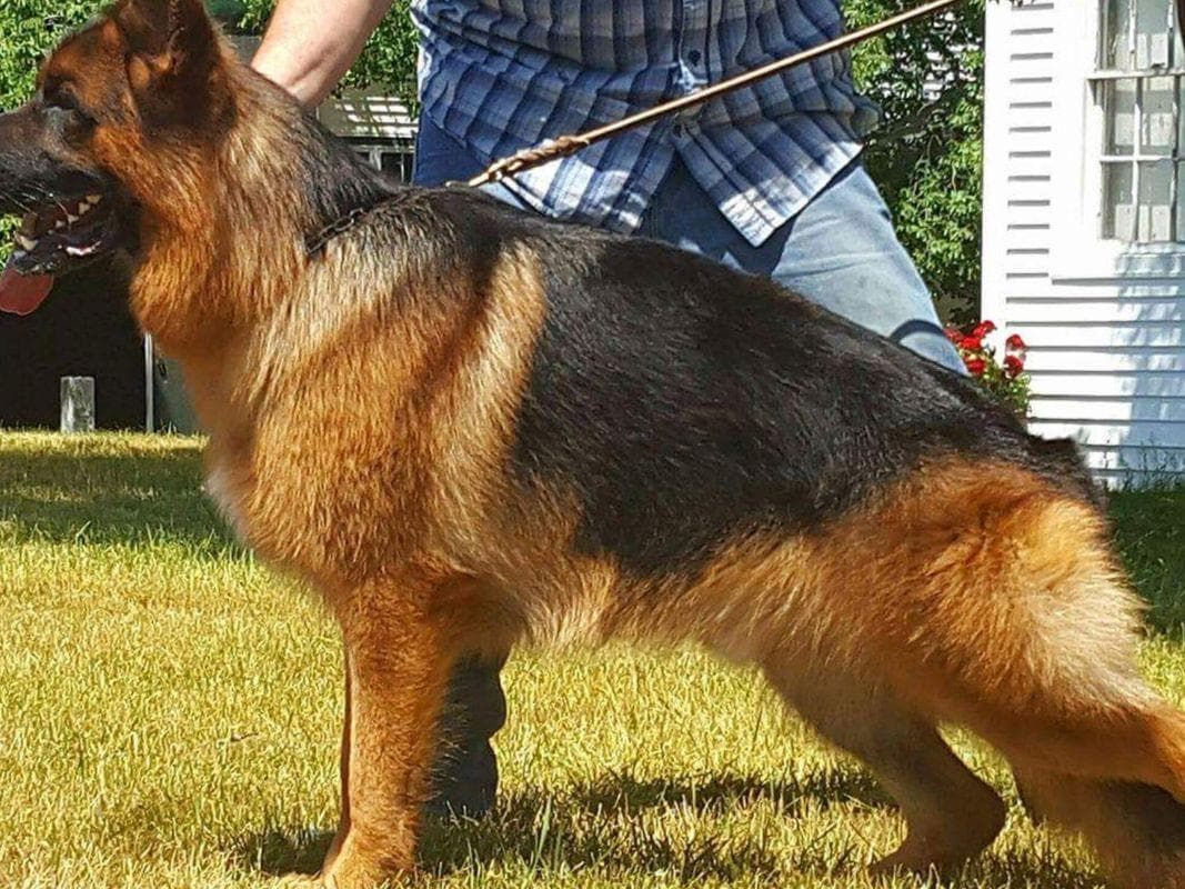 German Shepherd Dog Puppies breeder image 4