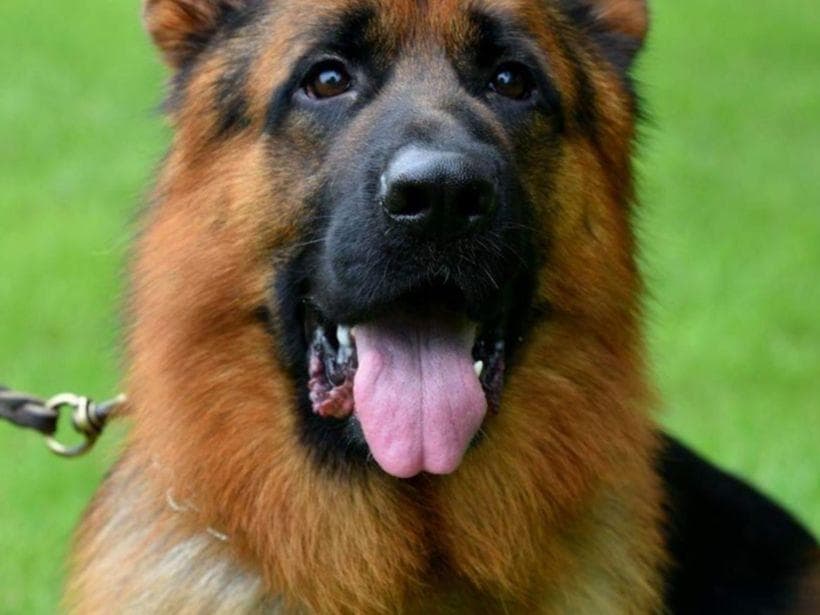 German Shepherd Dog Puppies breeder image 5