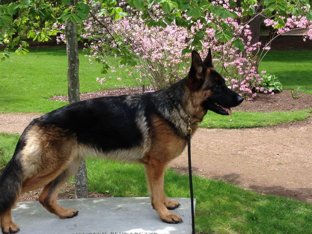 German Shepherd Dog Puppies breeder image 6