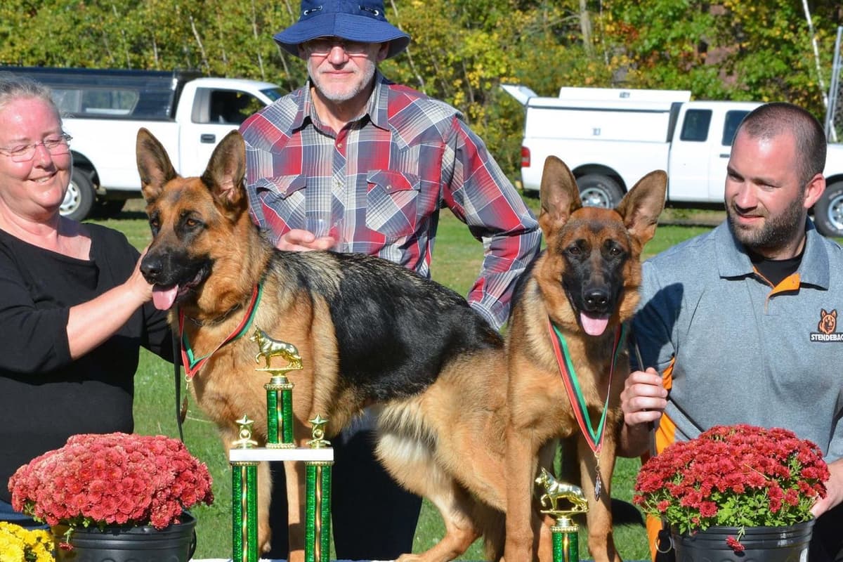 German Shepherd Dog Puppies breeder image 1