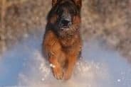 German Shepherd Dog Puppies breeder image 7