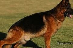 German Shepherd Dog Puppies breeder image 2