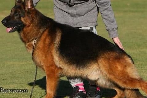 German Shepherd Dog Puppies breeder image 8