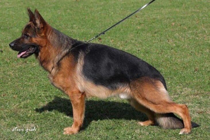 German Shepherd Dog Puppies breeder image 9