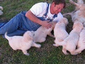 Golden Retriever Puppies breeder image 3