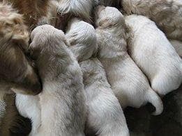 Golden Retriever Puppies breeder image 5
