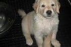 Golden Retriever Puppies breeder image 4