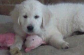 Golden Retriever Puppies breeder image 6