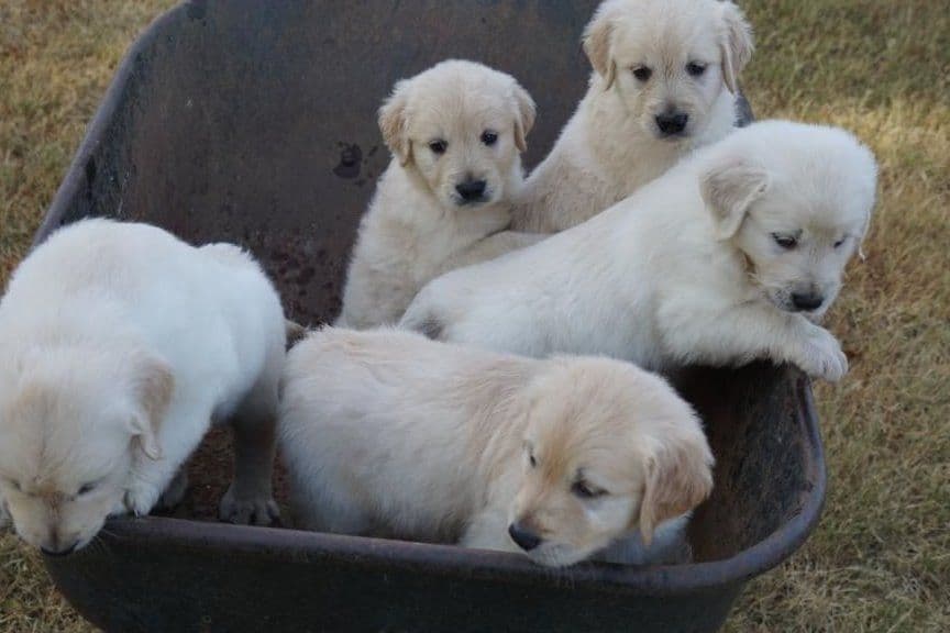 Golden Retriever Puppies breeder image 2