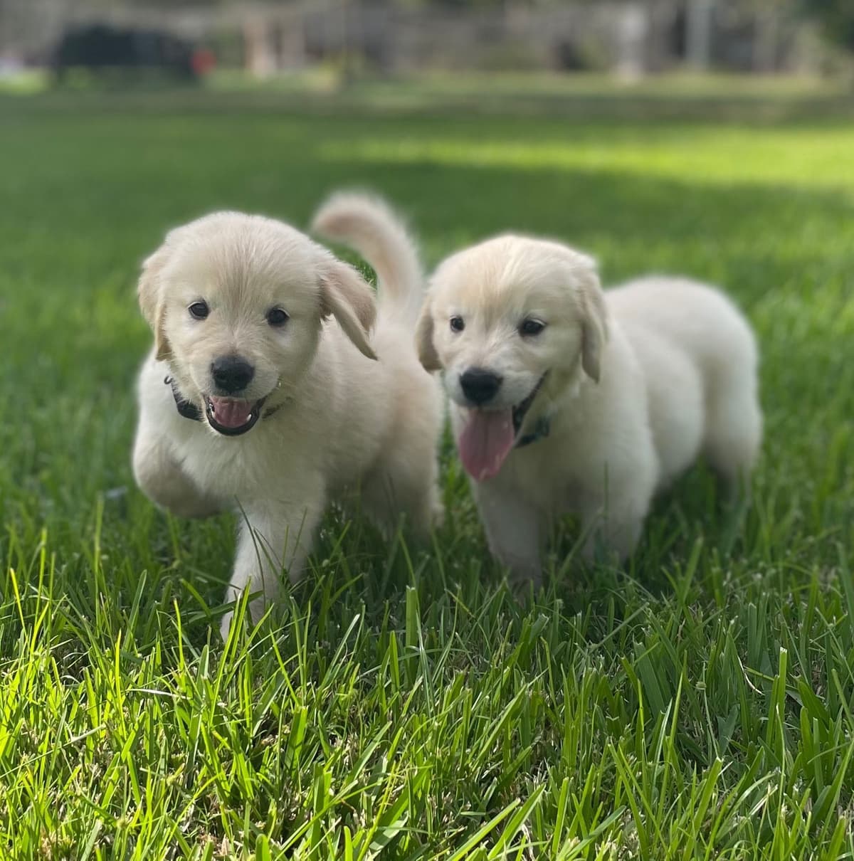 Golden Retriever Puppies breeder image 8