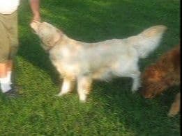 Golden Retriever Puppies breeder image 7