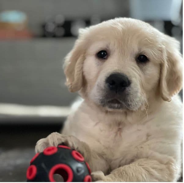 Golden Retriever Puppies breeder image 9