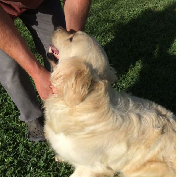 Golden Retriever Puppies breeder image 10