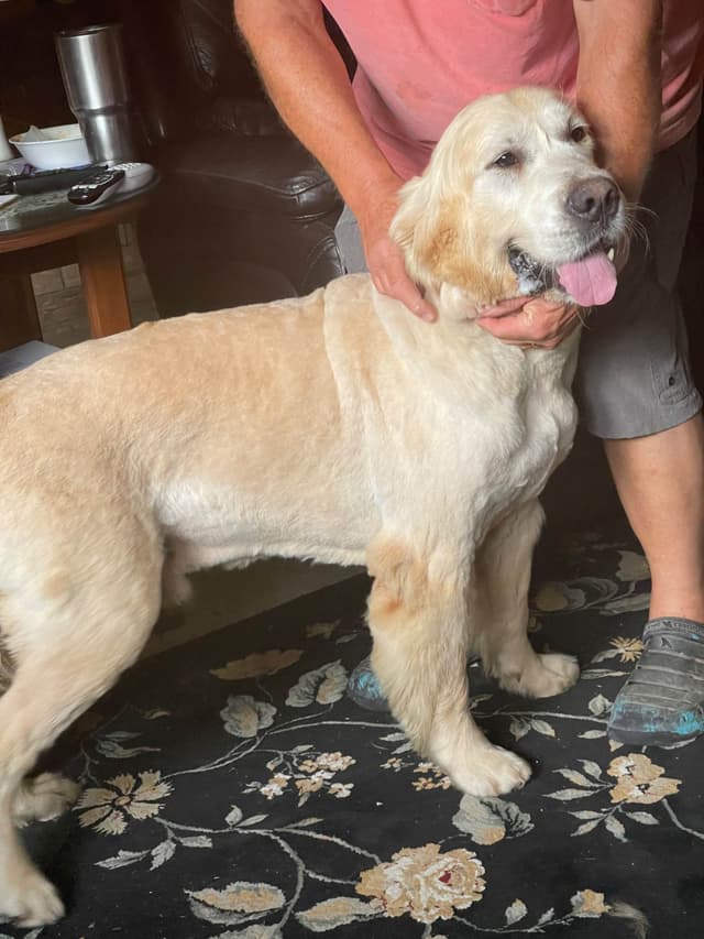 Texas Born Golden Retriever Puppies media 7