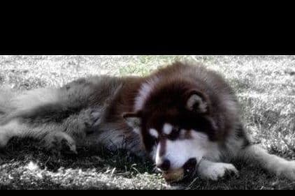 Alaskan Malamute Puppies breeder image 1