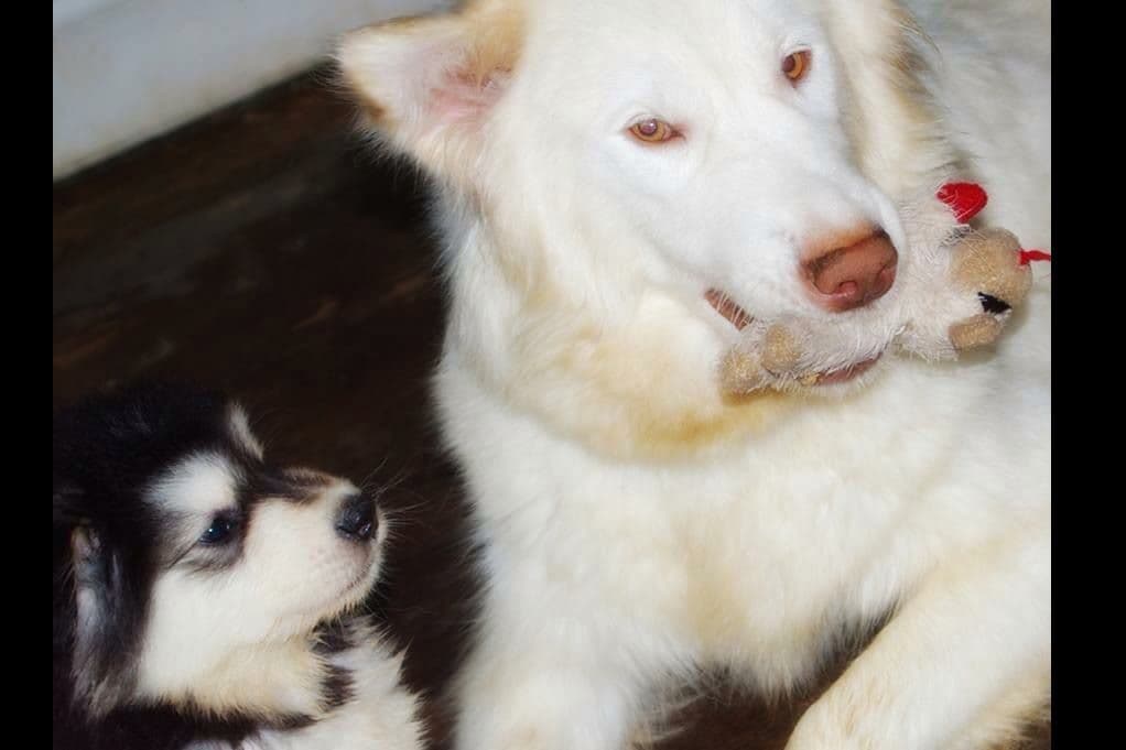 Alaskan Malamute Puppies breeder image 2