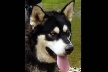 Alaskan Malamute Puppies breeder image 3