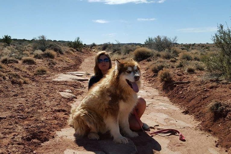 Alaskan Malamute Puppies breeder image 4