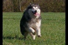 Alaskan Malamute Puppies breeder image 5