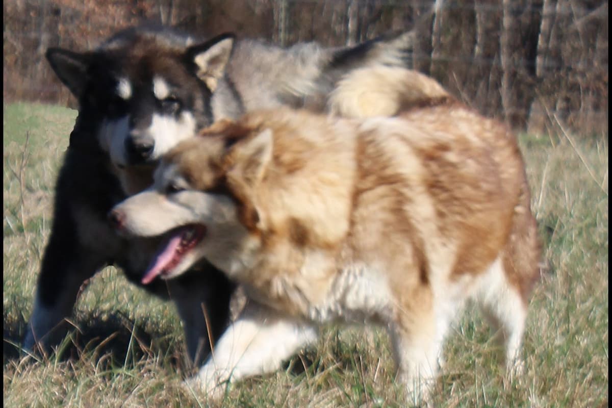 Alaskan Malamute Puppies breeder image 6