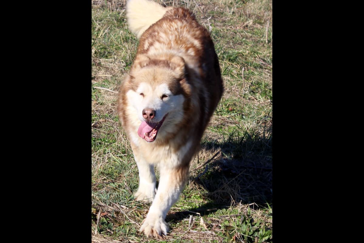 Alaskan Malamute Puppies breeder image 7