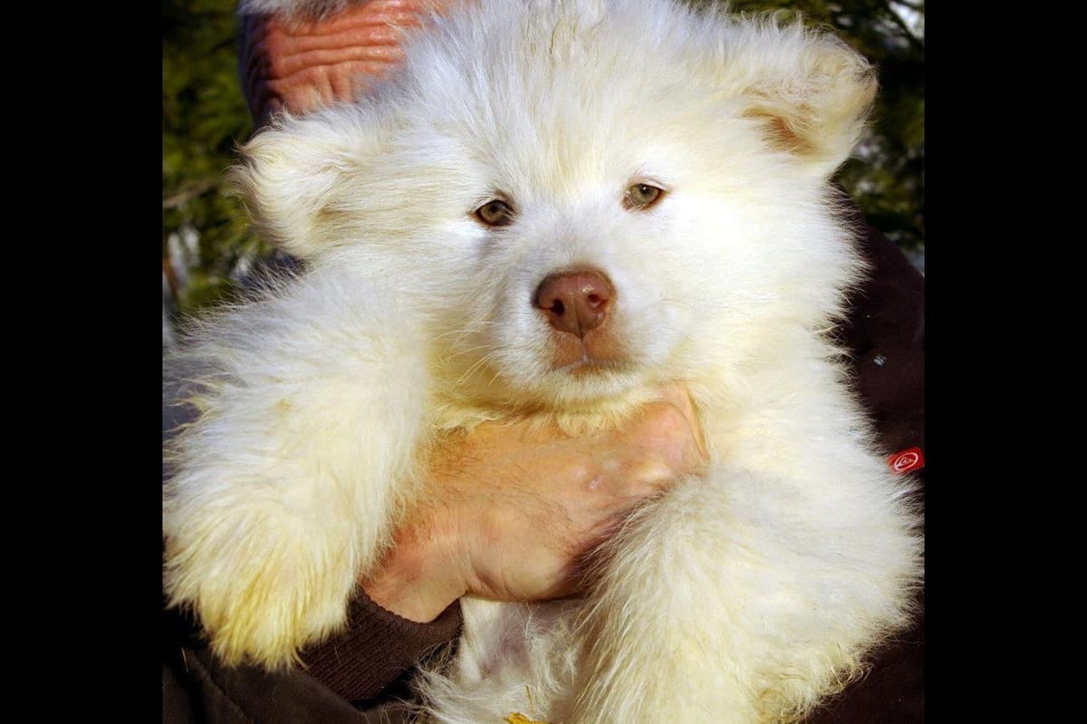 Alaskan Malamute Puppies breeder image 8