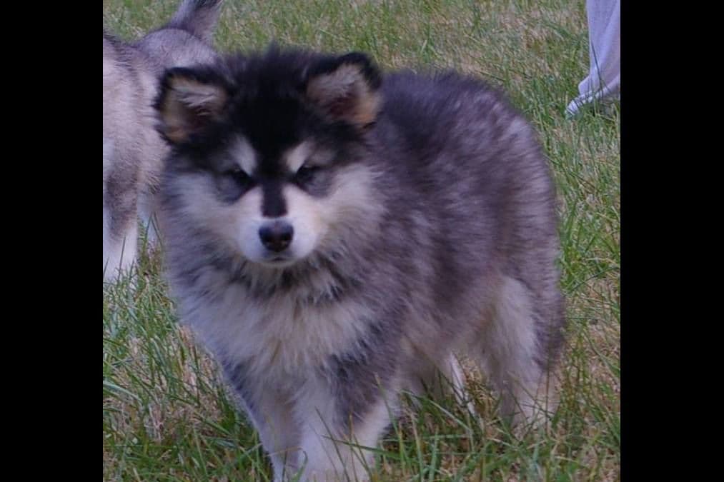 Alaskan Malamute Puppies breeder image 9