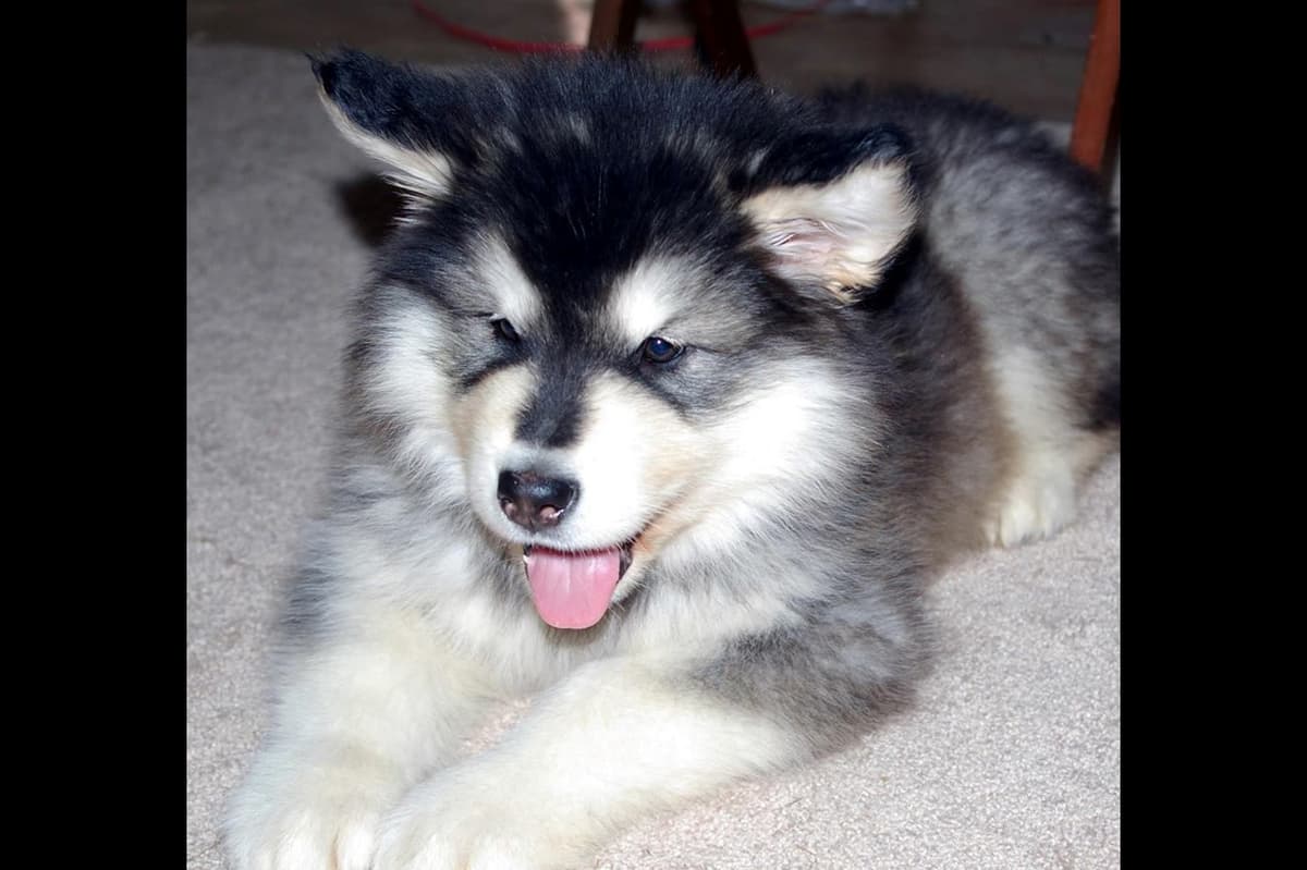 Alaskan Malamute Puppies breeder image 10