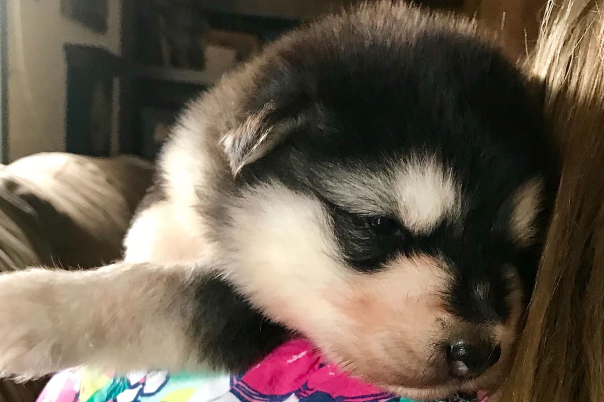 Alaskan Malamute Puppies breeder image 13