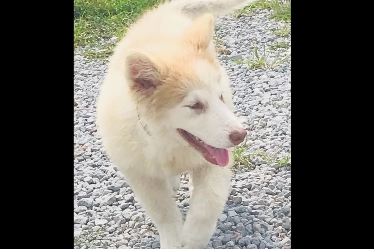 Alaskan Malamute Puppies breeder image 14