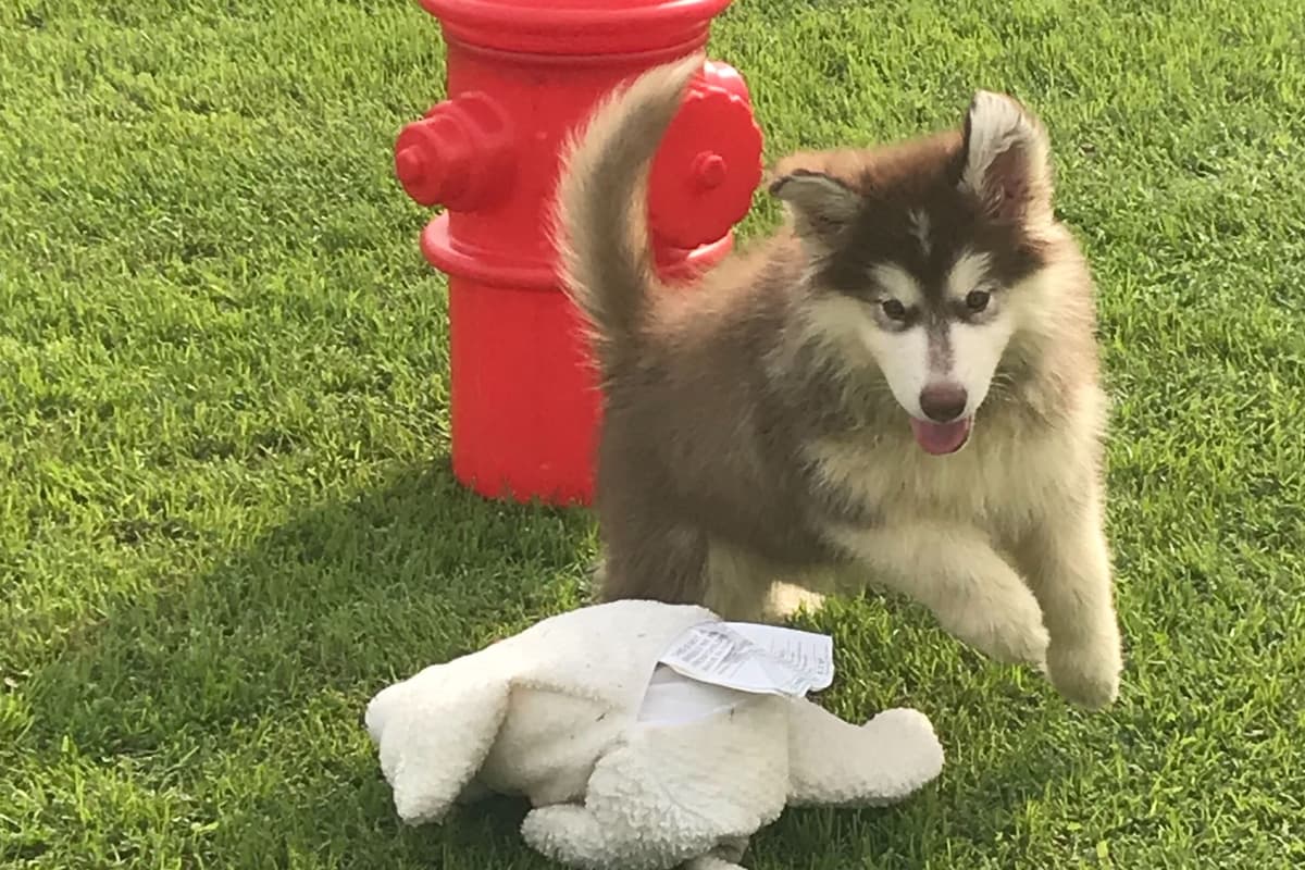 Alaskan Malamute Puppies breeder image 15