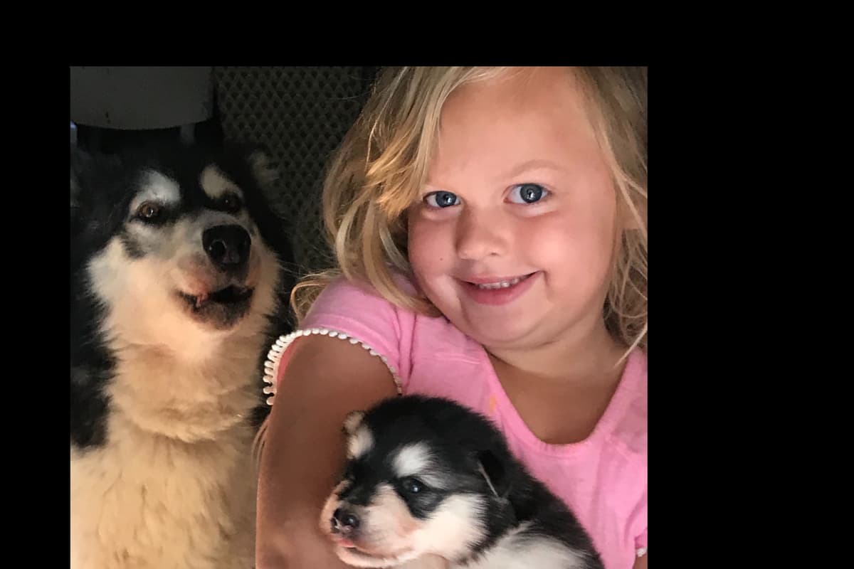 Alaskan Malamute Puppies breeder image 16