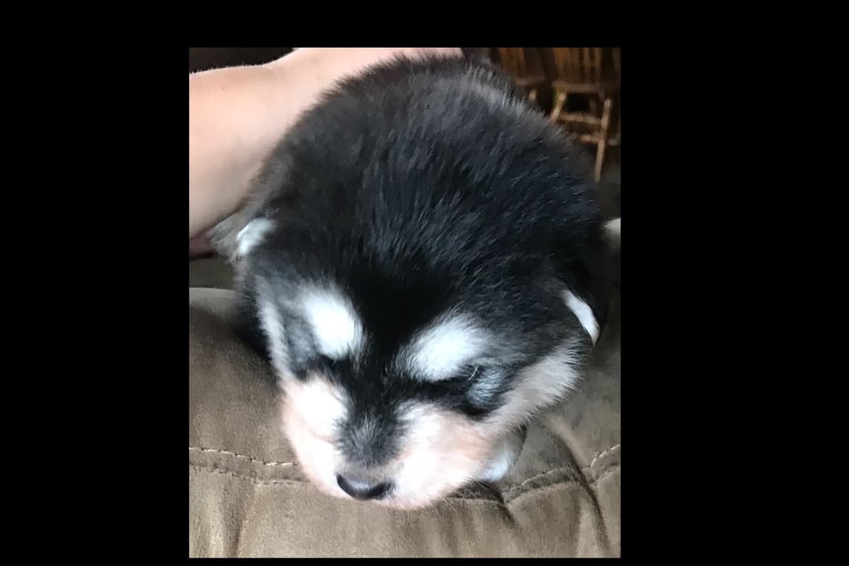 Alaskan Malamute Puppies breeder image 17