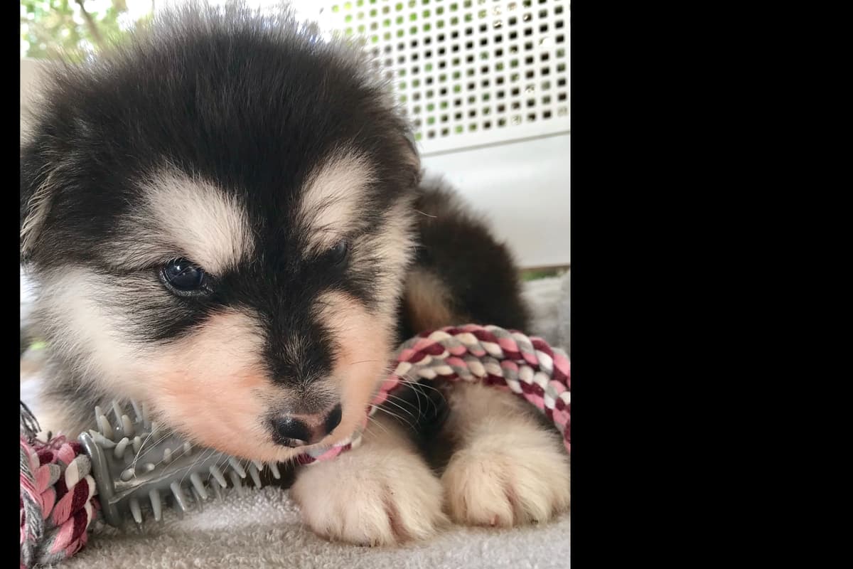 Alaskan Malamute Puppies breeder image 18