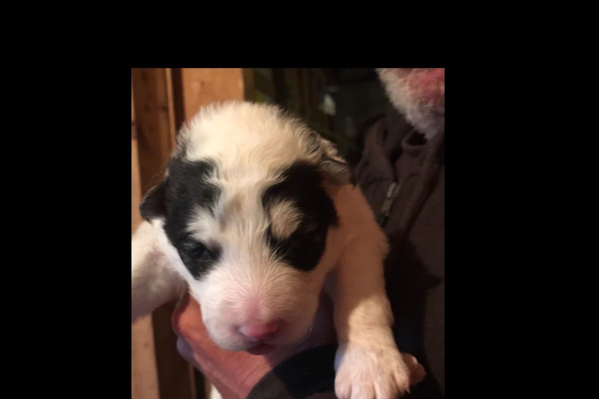 Alaskan Malamute Puppies breeder image 19