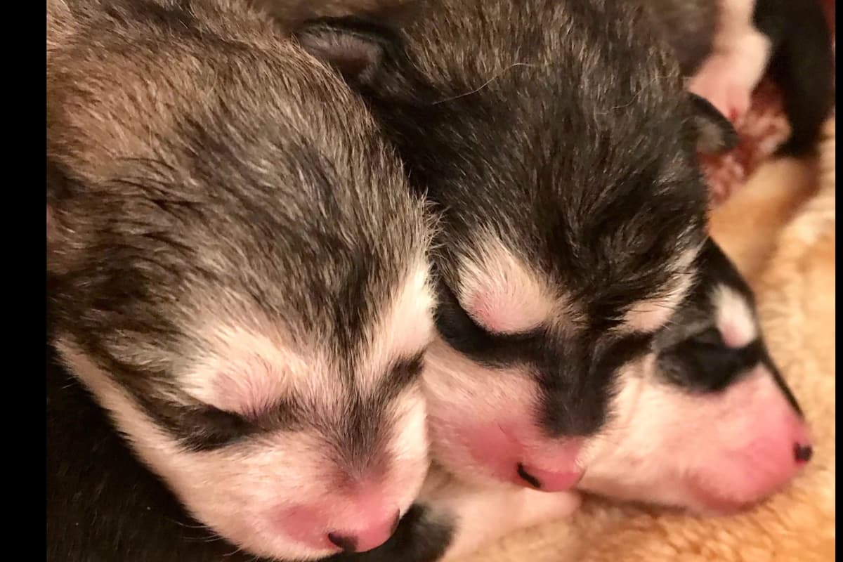 Alaskan Malamute Puppies breeder image 20