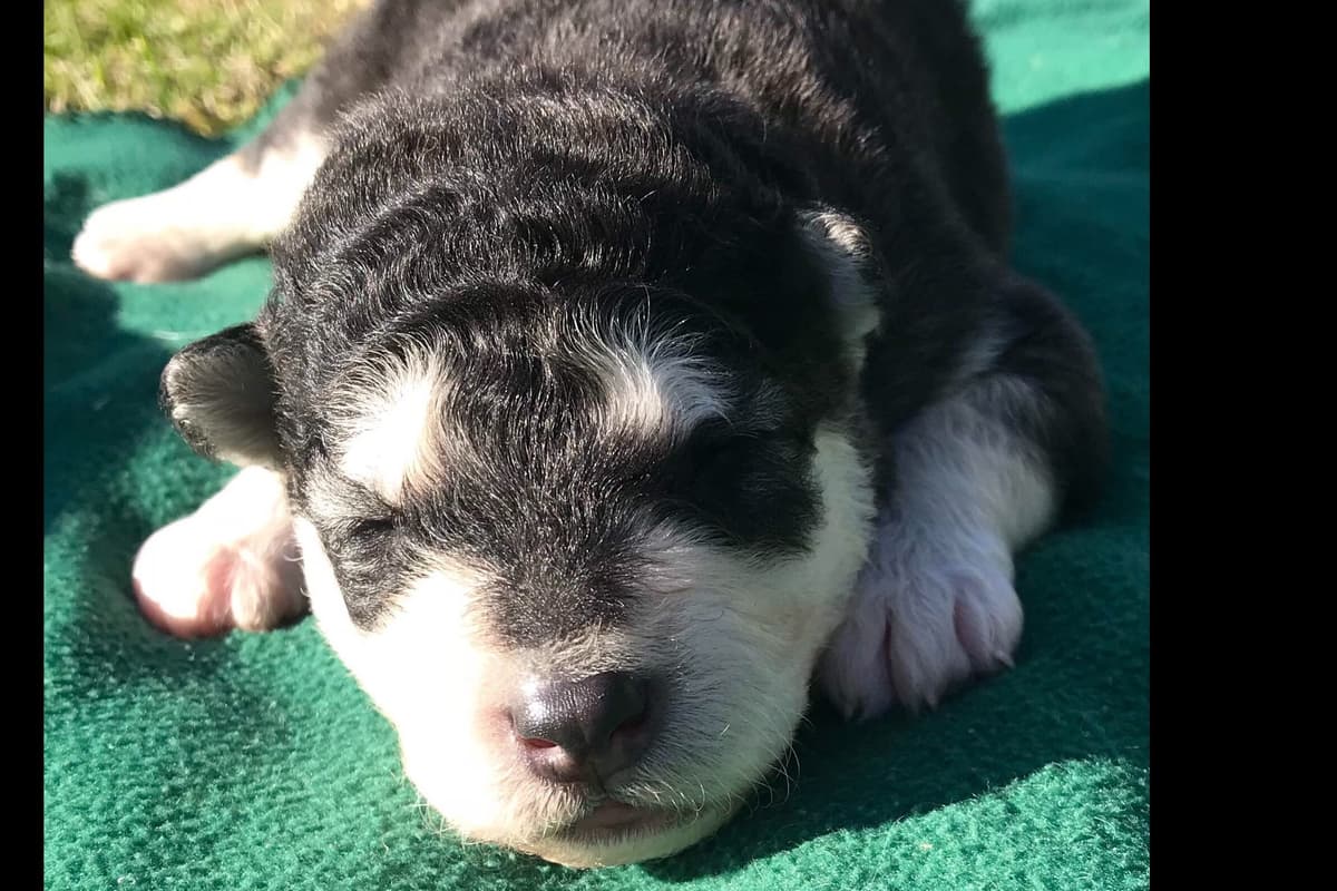 Alaskan Malamute Puppies breeder image 21