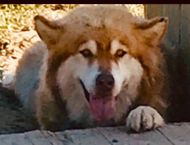 Alaskan Malamute Puppies breeder image 24