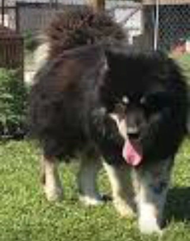Alaskan Malamute Puppies breeder image 23
