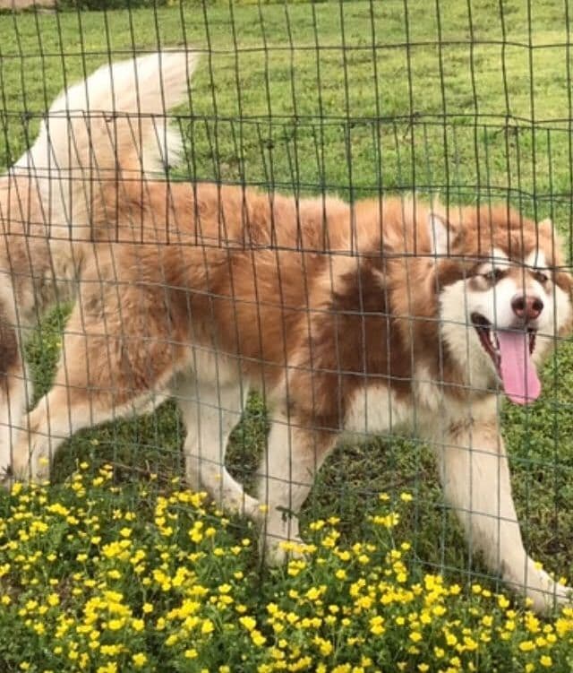Alaskan Malamute Puppies breeder image 26