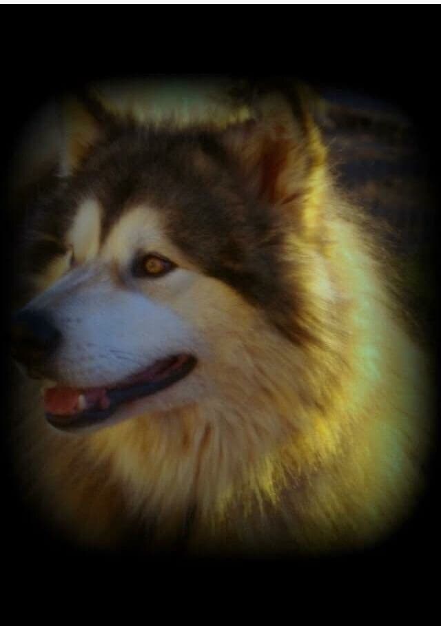 Alaskan Malamute Puppies breeder image 29